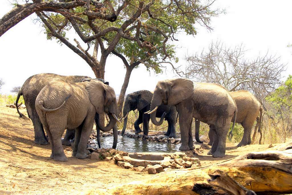 2 days / 1 night: TARANGIRE PARK + NGORONGORO PARK / CRATER