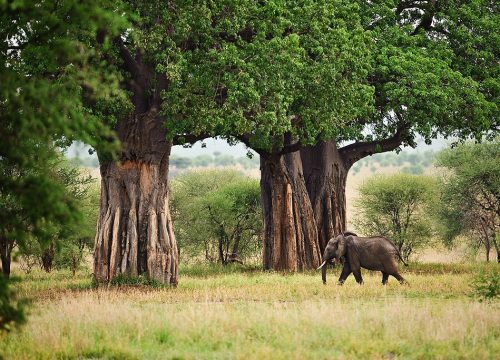 3 days / 2 nights: SERENGETI PARKU + TARANGIRE PARKU + NGORONGORO PARKU