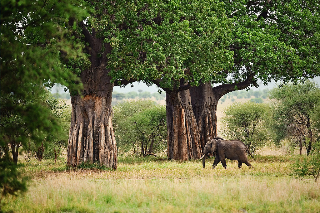 3 days / 2 nights: SERENGETI PARKU + TARANGIRE PARKU + NGORONGORO PARKU