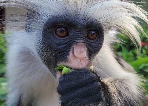 Jozani Forest + Spice Farm & Prison Island
