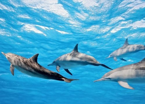 Kizimkazi Dolphins
