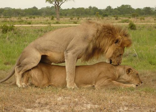 2 days / 1 night Safari in MIKUMI PARK from Zanzibar departure from Zanzibar