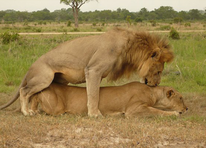 2 days / 1 night Safari in MIKUMI PARK from Zanzibar departure from Zanzibar