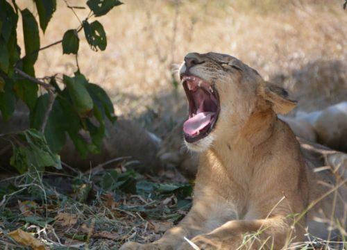 One-day safari in SELOUS PARK, departure from Zanzibar
