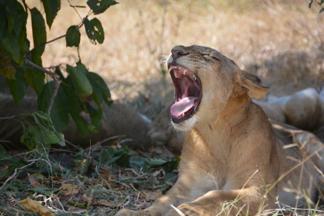 One-day safari in SELOUS PARK, departure from Zanzibar