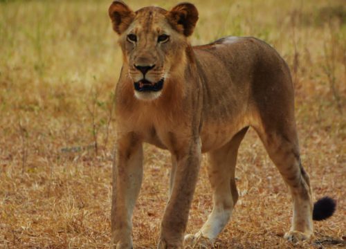 2 days / 1 night Safari in SELOUS PARK from Zanzibar departure from Zanzibar