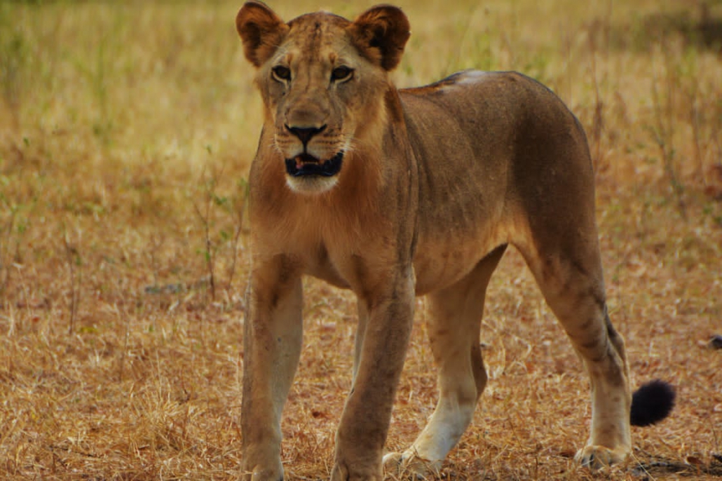 2 days / 1 night Safari in SELOUS PARK from Zanzibar departure from Zanzibar